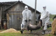 В Дмитриевском районе выявлен единичный случай заболевания африканской чумой свиней