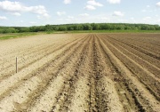 Ветеранам будут даваться земельные участки для посадки картофеля!
