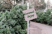 С 20 декабря в Железногорске открываются елочные базары