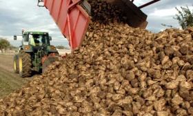 Курская область в числе лидеров по урожаю картофеля и сахарной свеклы